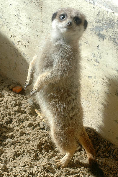 Meerkat standing up