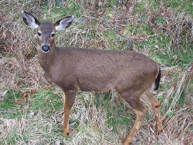 Odocoileus hemionus, a.k.a., Mule Deer or Black-tailed Deer