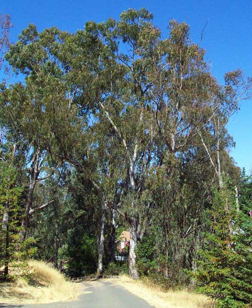 Eucalyptus trees come from Australia.  They have taken to California nicely.