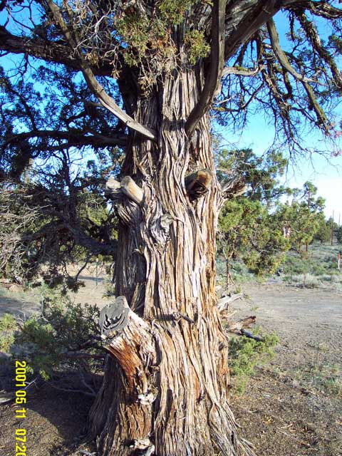 Juniper tree of Deschutes forest