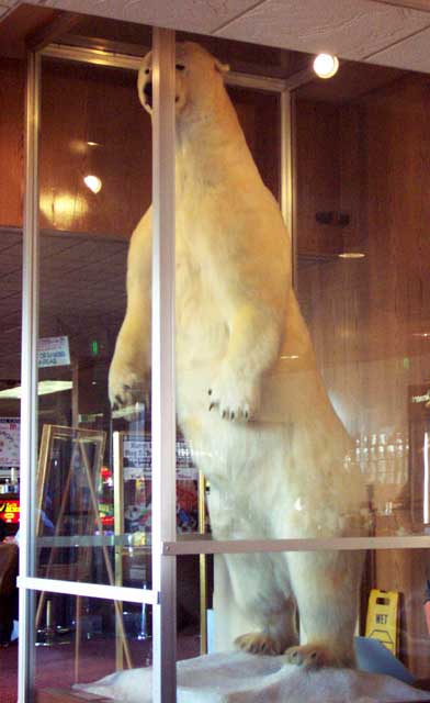 2000 pound, 10 foot 4 inch polar bear