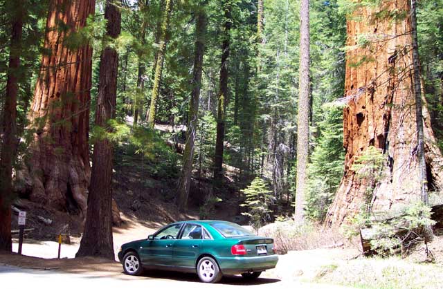 Giant Sequoia trees in Yosemite's Mariposa Grove