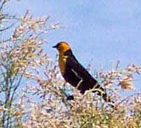 Yellow headed blackbird