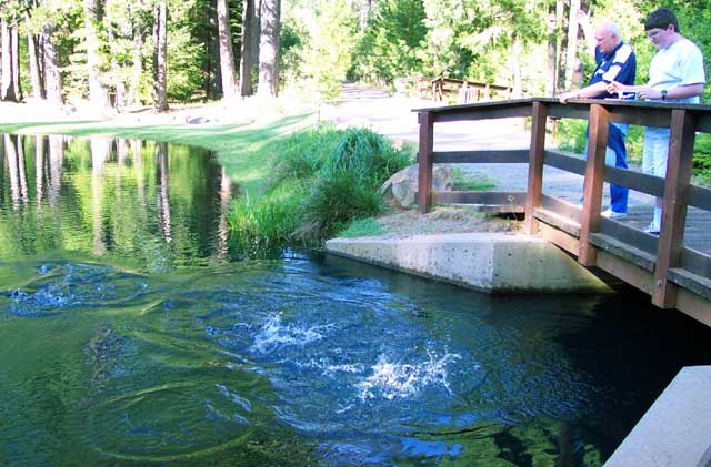 Rainbow trout at Merlo Park